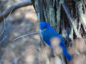 Big Bend National Park