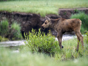 Rocky Mountain National Park
