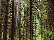 Olympic National Park