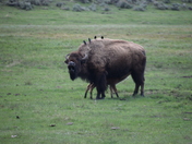 Yellowstone National Park