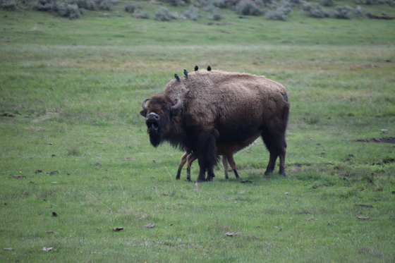 Yellowstone National Park