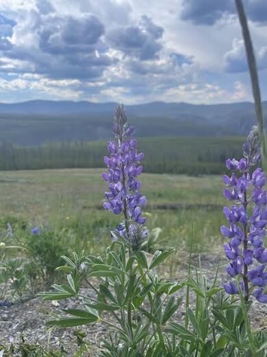 Yellowstone National Park