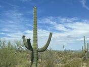 Saguaro National Park