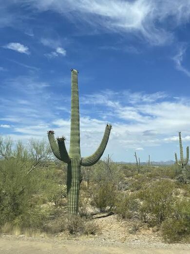 Saguaro National Park