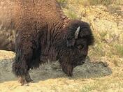 Theodore Roosevelt National Park
