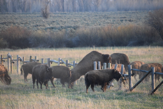 Grand Teton National Park
