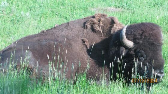 Yellowstone National Park