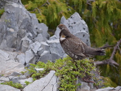Mount Rainier National Park