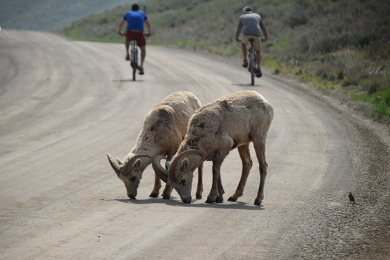 National Elk Refuge