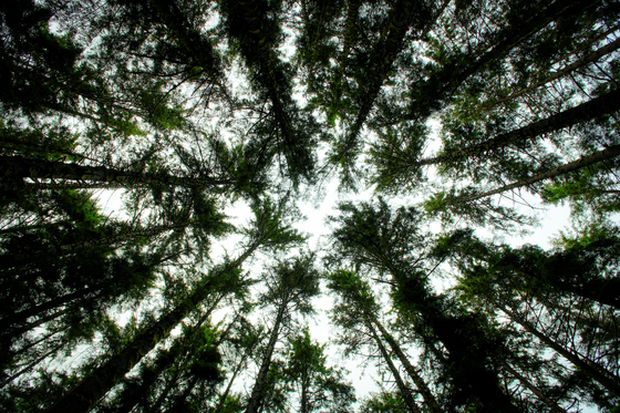 Redwood National Park
