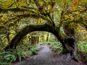 Olympic National Park