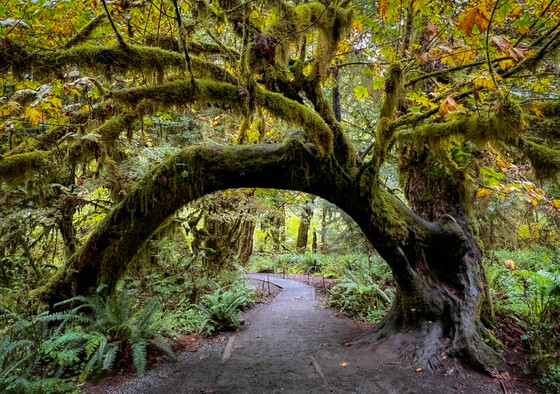 Olympic National Park