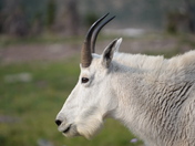 Glacier National Park