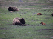 Yellowstone National Park