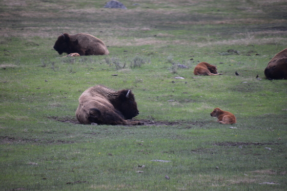 Yellowstone National Park