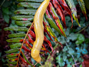 Redwood National and State Parks