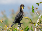 Everglades National Park