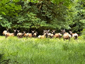 Olympic National Park