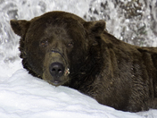Katmai National Park & Preserve