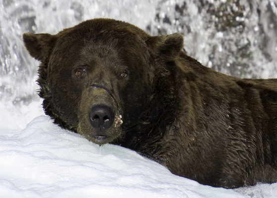Katmai National Park & Preserve