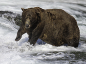 Katmai National Park and Preserve