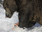 Katmai National Park and Preserve