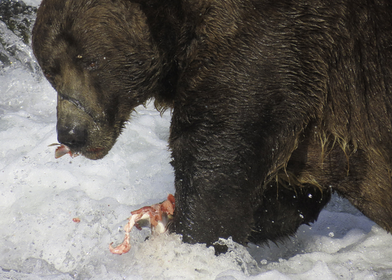 Katmai National Park and Preserve