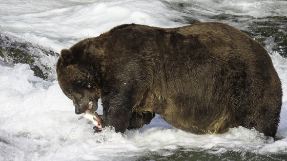 Katmai National Park and Preserve