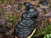 Gifford Pinchot National Forest