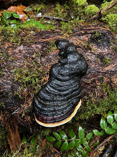 Gifford Pinchot National Forest