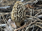 Gifford Pinchot National Forest