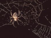 Spider (Argiope) on dewy web