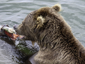 Katmai National Park and Preserve