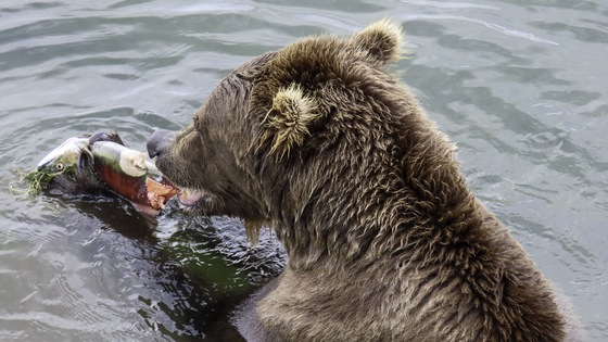 Katmai National Park and Preserve