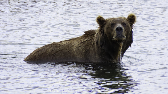 Katmai National Park and Preserve