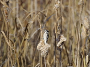 Chesapeake and Ohio Canal National Historical Park
