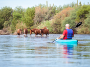 Tonto National Forest