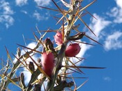 Big Bend National Park