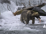 Katmai National Park and Preserve