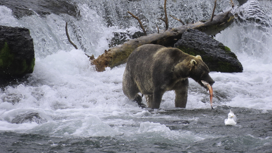 Katmai National Park and Preserve