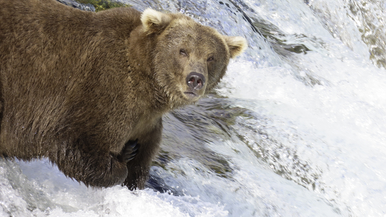Katmai National Park and Preserve