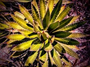 Big Bend National Park