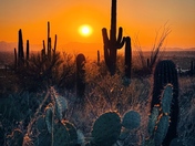 Coronado National Forest
