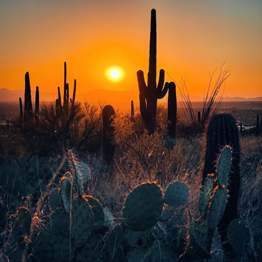Coronado National Forest