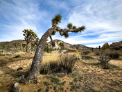Joshua Tree National Park
