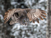 Owliver hunts in the wild