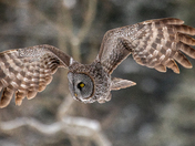 Great Grey Owls in Saskatchewan