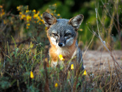 Channel Islands National Park
