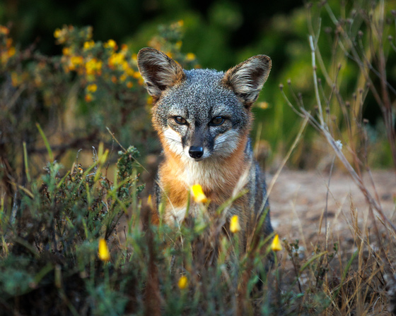 Channel Islands National Park