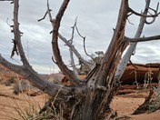 The Wave-Coyote Buttes